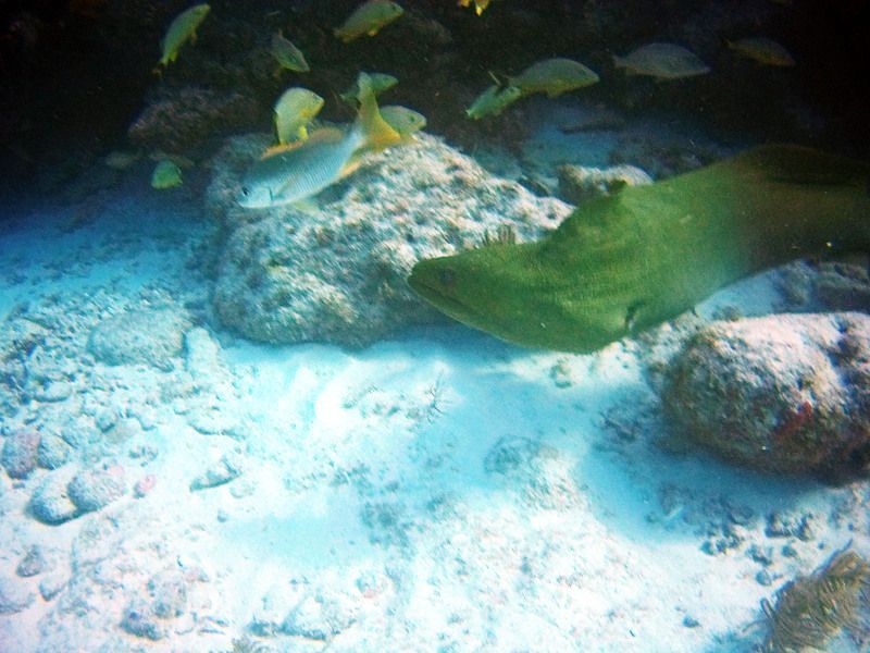 reef9.jpg